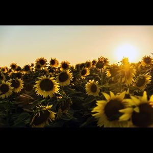 Meet your Posher, Aryanna